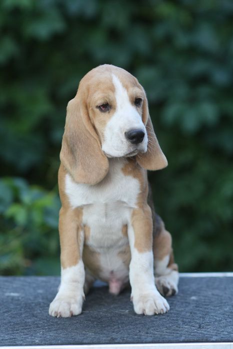 Цуценя бігля з професійного розплідника