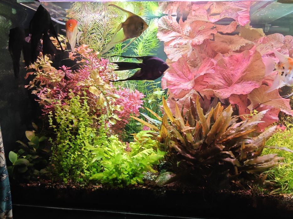 Акваріумні рослини, прополка