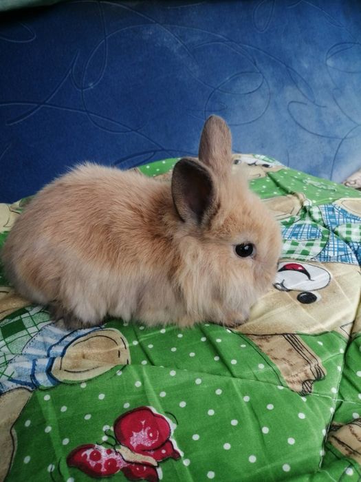 Декоративные кролики
