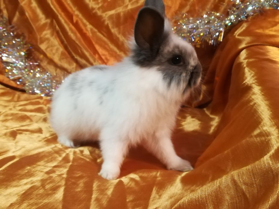 Декоративные кролики