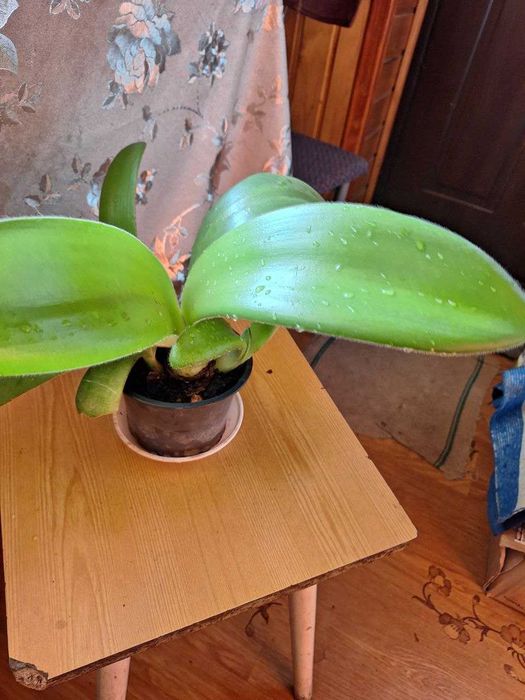 Незвичайної краси вазон Гемантус