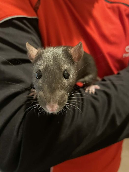 Szczur Szczurek Szczury Szczurki | Oswojone, Zbadane, Zdrowe |