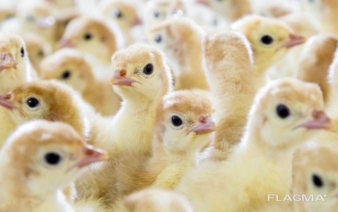 Індичата від виробника біг 6