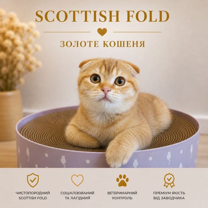 Scottish Fold GOLDEN  плюшеві висловухі кошенята (shaded тип)