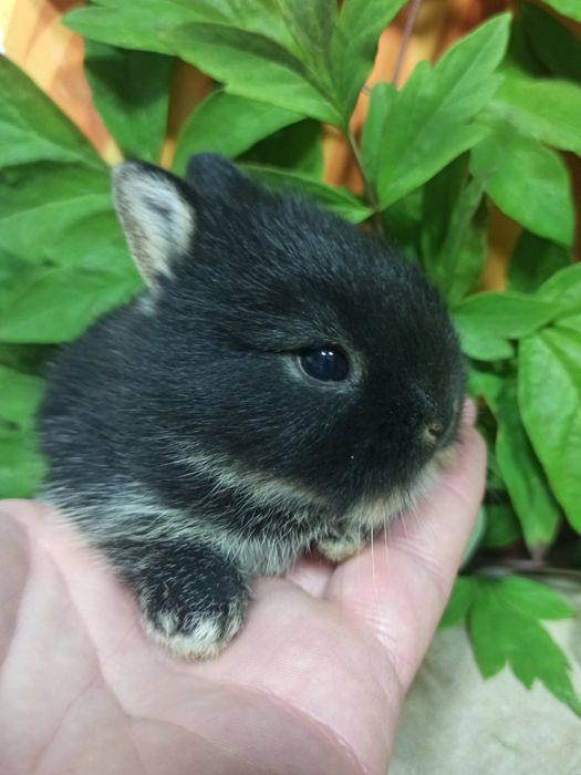 Питомник карликовых кроликов BAMBY