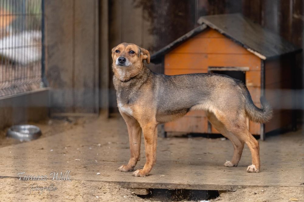 Klea już 6 lat ogląda schroniskowe ściany. Dajmy tej suni kochający dom