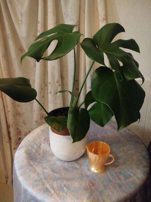 Monstera Deliciosa (Costela-de-Adão) Saudável – 45-50 cm