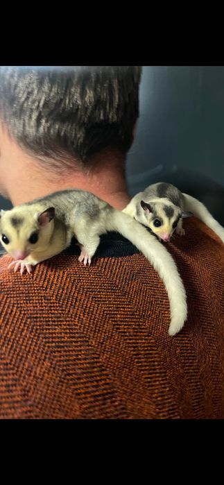 Lotopałanka mozaic sugar glider