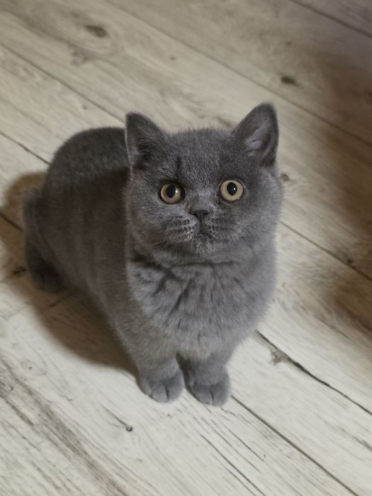 Kotka szkocka kocięta kot niebieska do odbioru