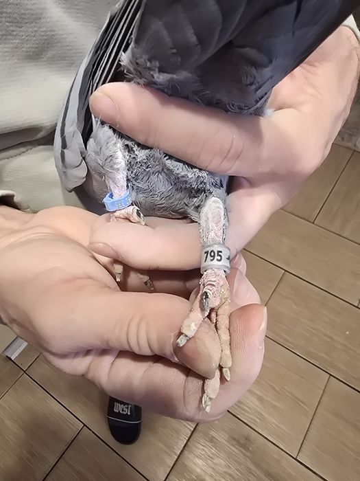 Gołębie pocztowe 75