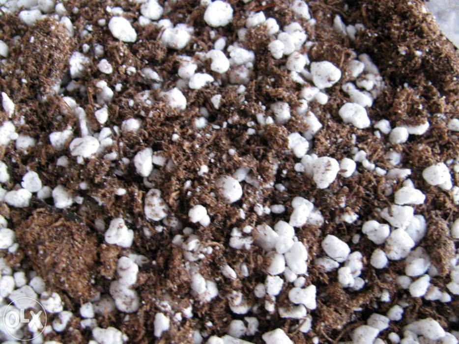 KIT COMPLETO para Planta Carnivora Drosera Capensis var Alba