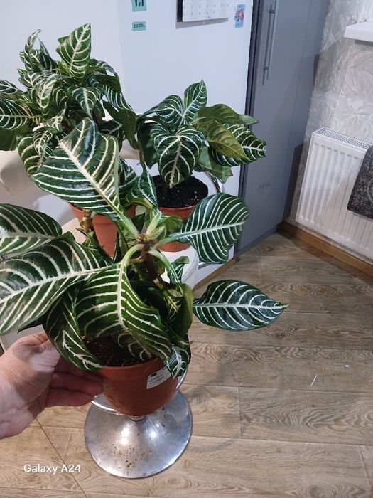 Цикламен  цибуля,фікус,аспарагус,афеландра,манкі