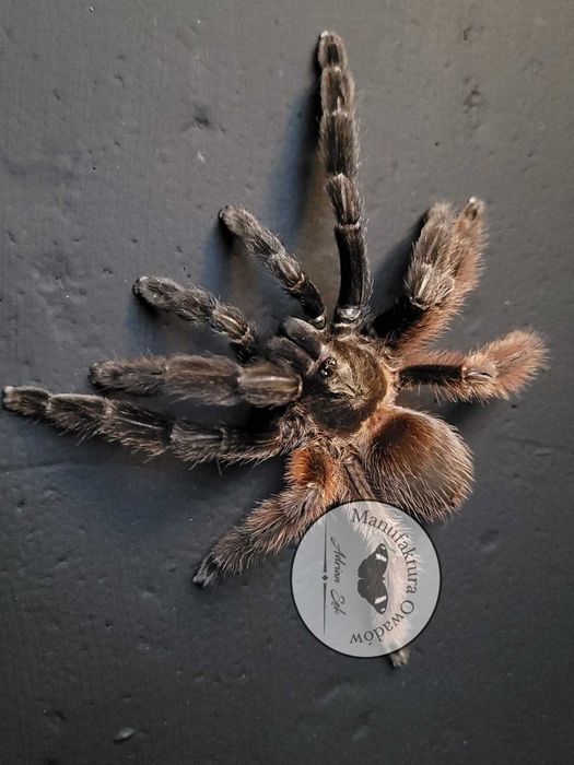 Ptasznik Psalmopoeus victori L1/2 lub 2DC