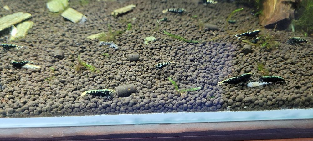 Krewetki akwariowe ozdobne Galaxy !! MaPa Shrimp !!