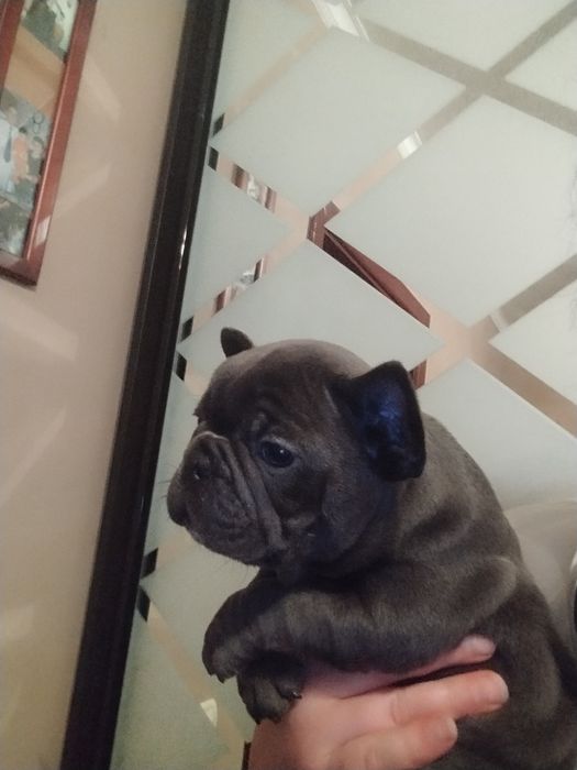 Хлопчик і дівчинка бульдожки