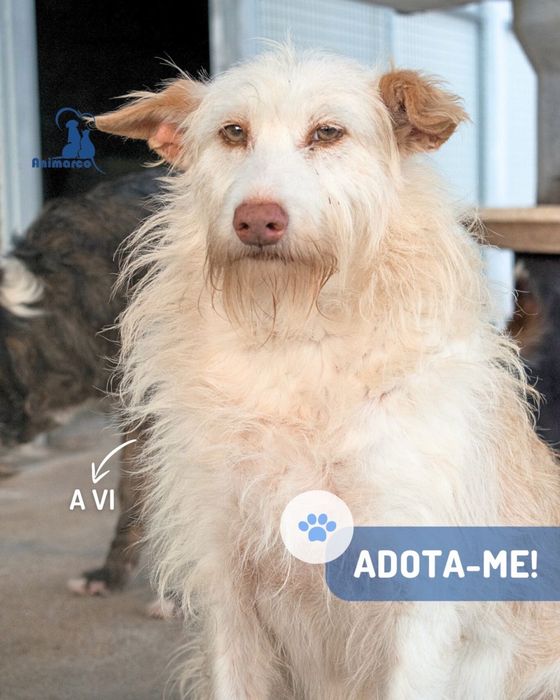 Vi cadela de porte medio