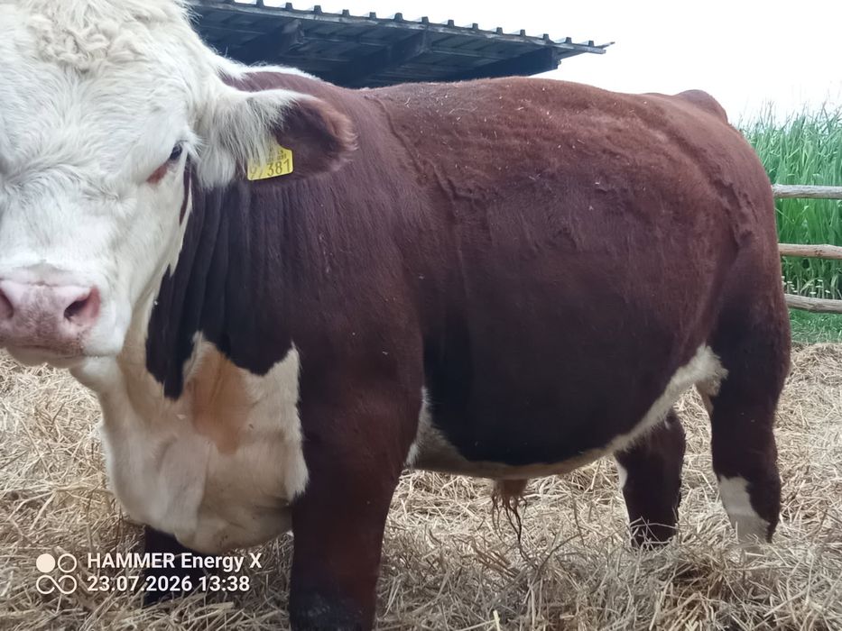 Sprzedam Byka razy Hereford