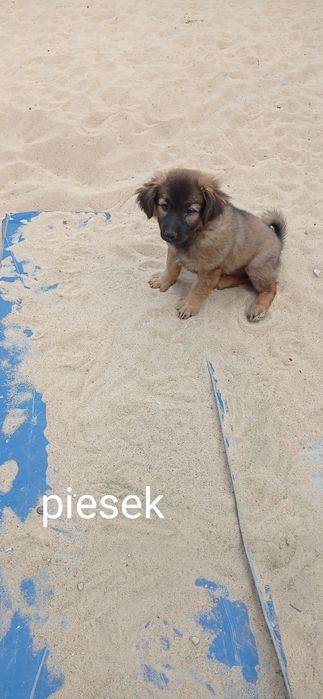 Oddam pieski w dobre ręce
