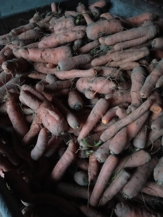 Marchew paszowa odpad do zwierząt odpadowa