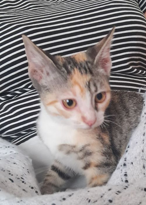 Gata tricolor para dar
