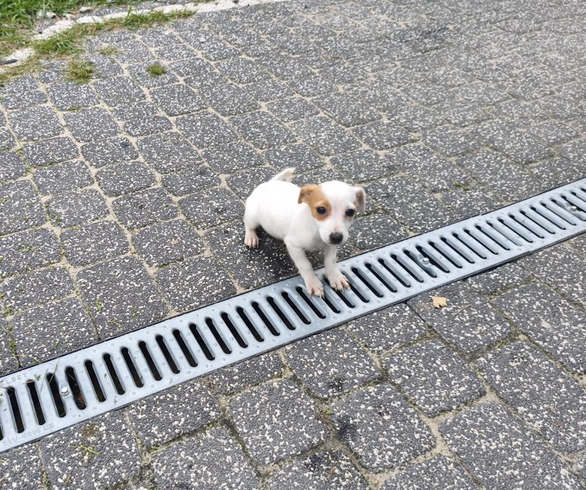 Jack Russell Terrier