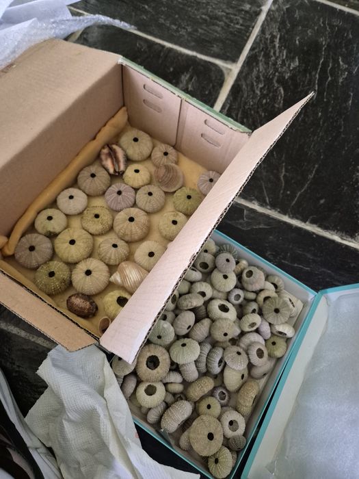 Conchas de Ouriços e búzios para artesenato ou decoração.