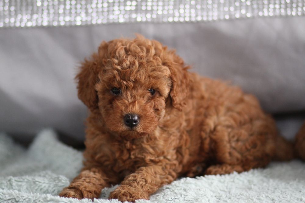 ***Pudel Toy/ miniaturka Badania**