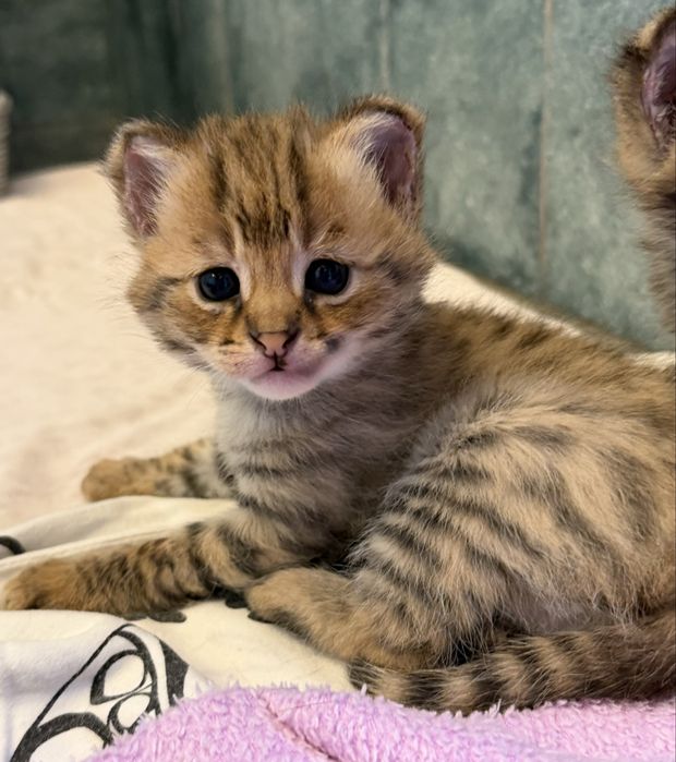 Саванна ф 1 котенок огромный