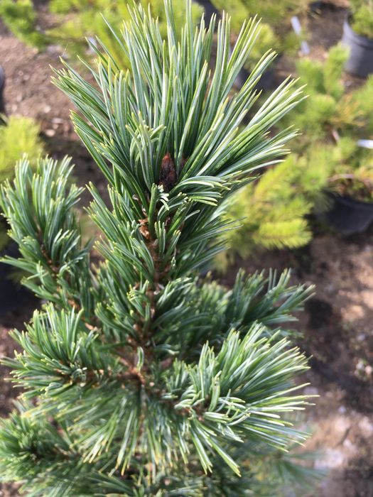 Sosna ( Pinus flexilis „ Vanderwolf’s Pyramid”)