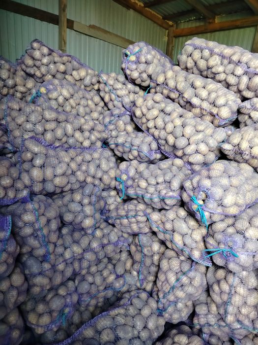 продам картоплю сортів сорая, берніна