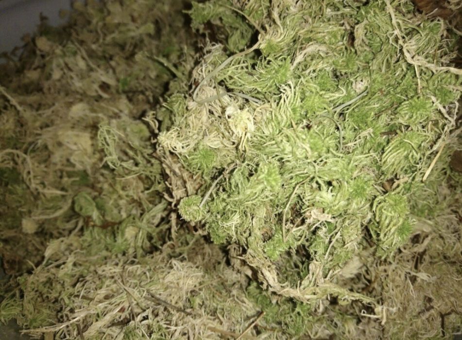 Мох сфагнум оптом 60л. Знижка та найкраща ціна