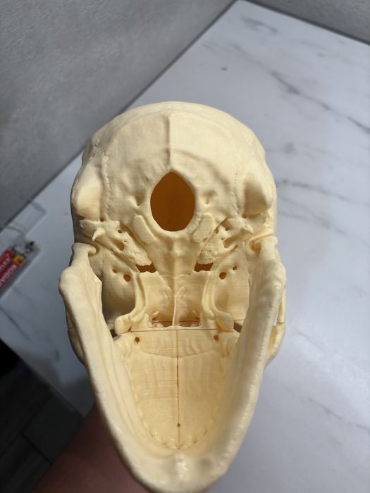 Model anatomiczny czaszki - do nauki anatomii