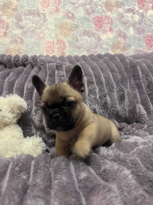 Житомир. Цуценя (хлопчик) міні французький бульдог