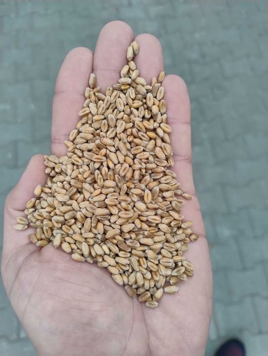 Pszenica ozima euforia 2025,w małych opakowaniach 50kg