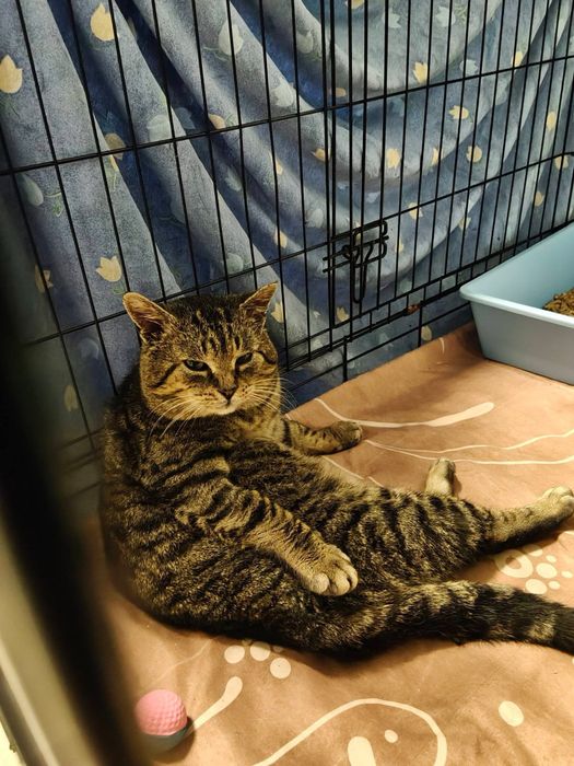 Cudowny spokojny kocurek szuka domu, grzeczny bezproblemowy