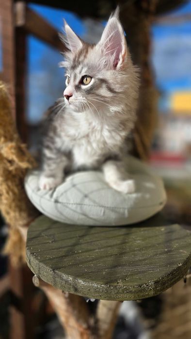 Czarne sreberka z białym tygrysiopręgowane z rodowodem FPL