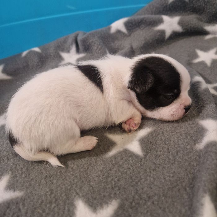 Чіхуахуа хлопчик