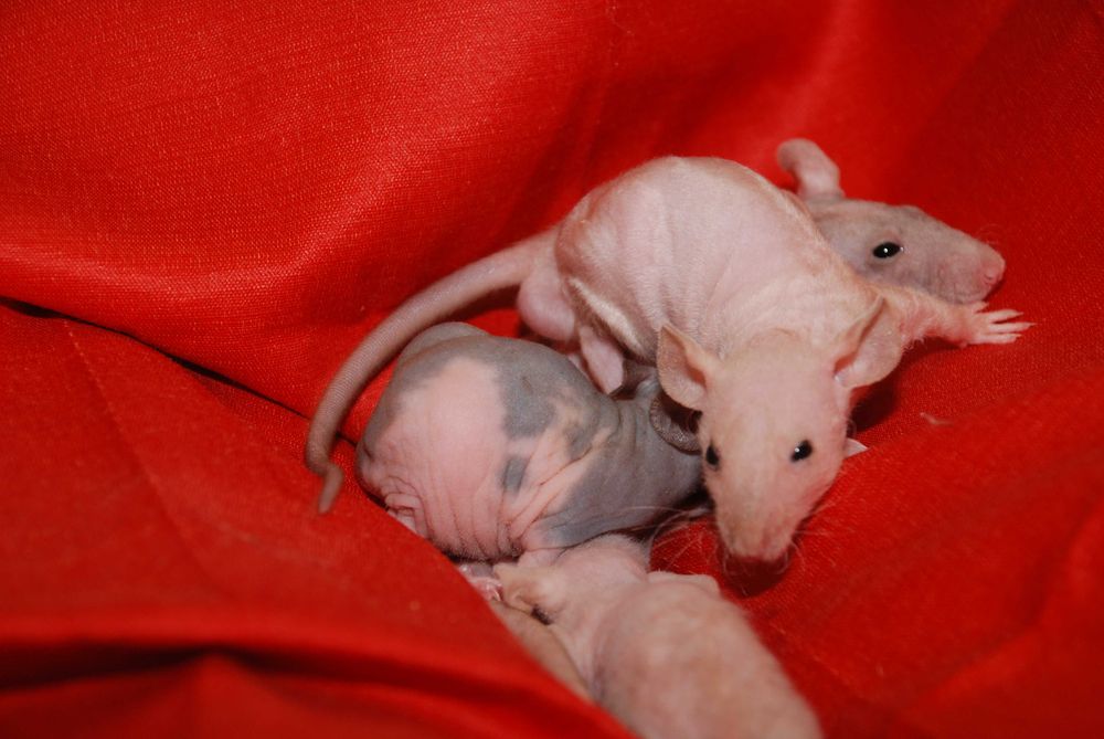 Пацюки сфінкс, лисі криси, щури гіпоалергенні ручні