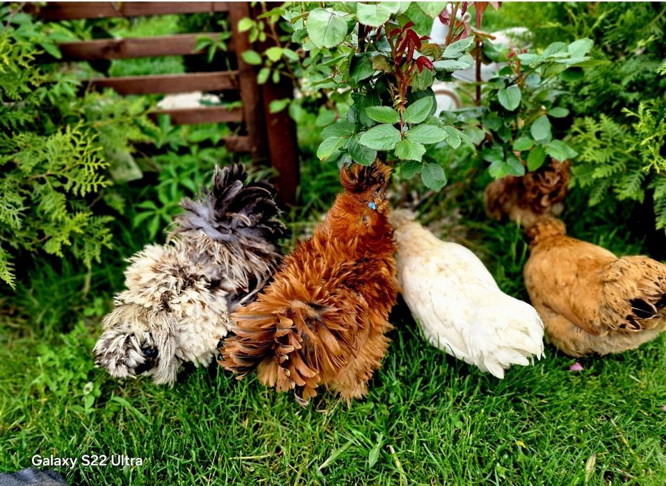 Jajka lęgowe silka jedwabista/satynowa/lokowana/wysyłka