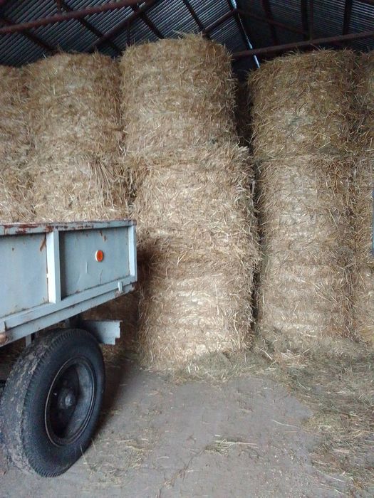 Siano i słoma z 2025r