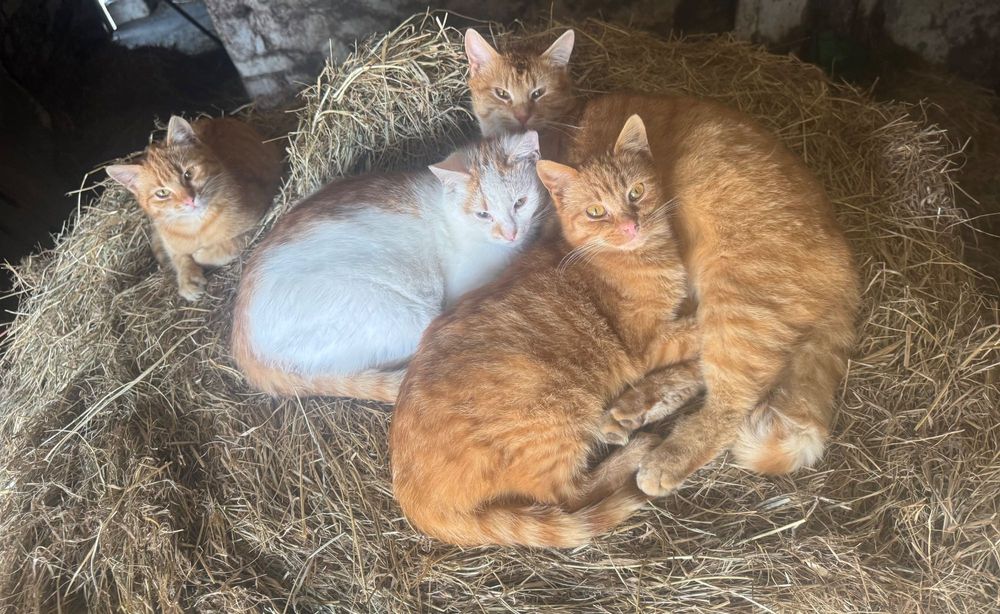 Oddam kotki w dobre ręce