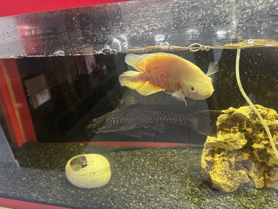 Peixe oscar 16cm e pleco 20cm