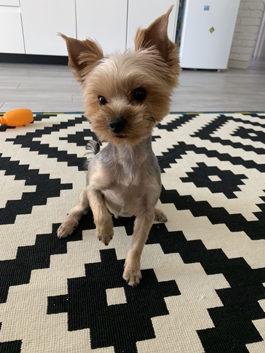 В‘язка йоркширський терʼєр