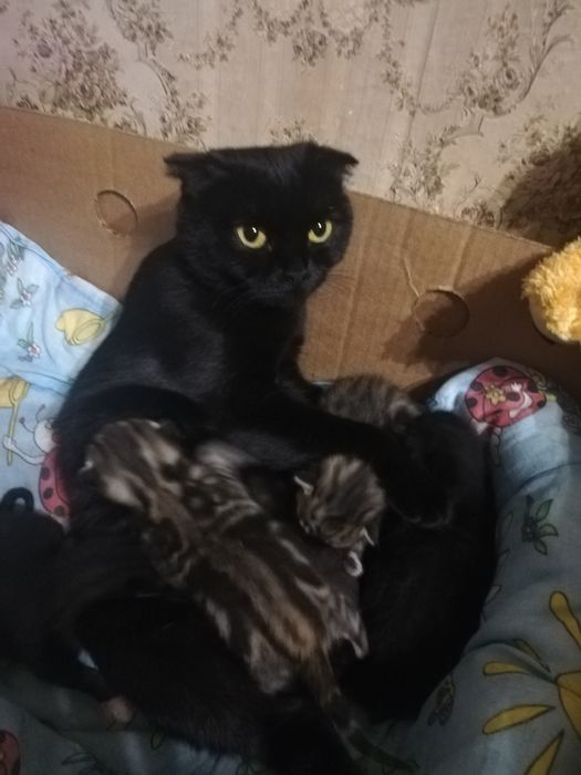 Котики породисті продам.