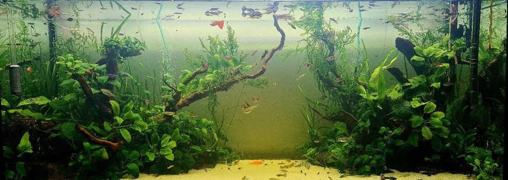 3 troncos aquário Red Wood