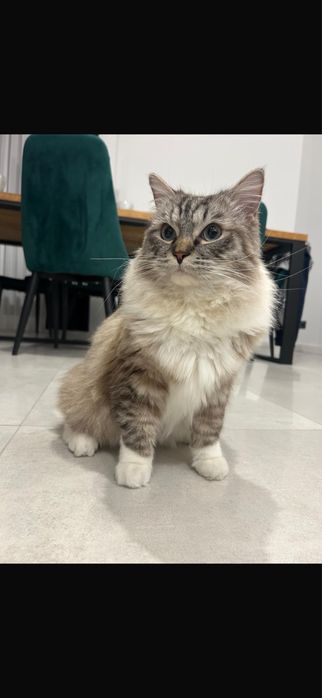 Kot Ragdoll (1 rok)+kuweta+drapak