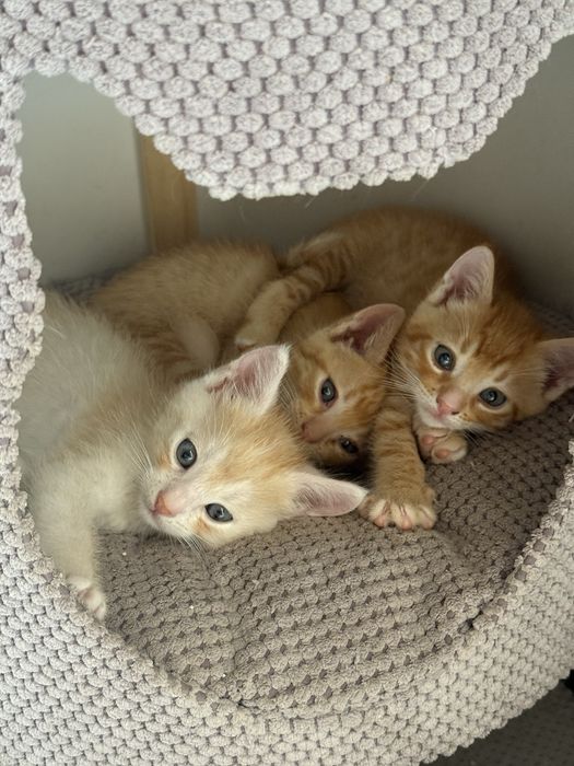 Кошенята безкоштовно