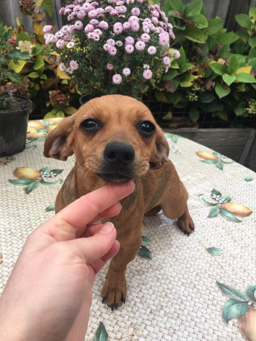 Щенок  чихотаксы