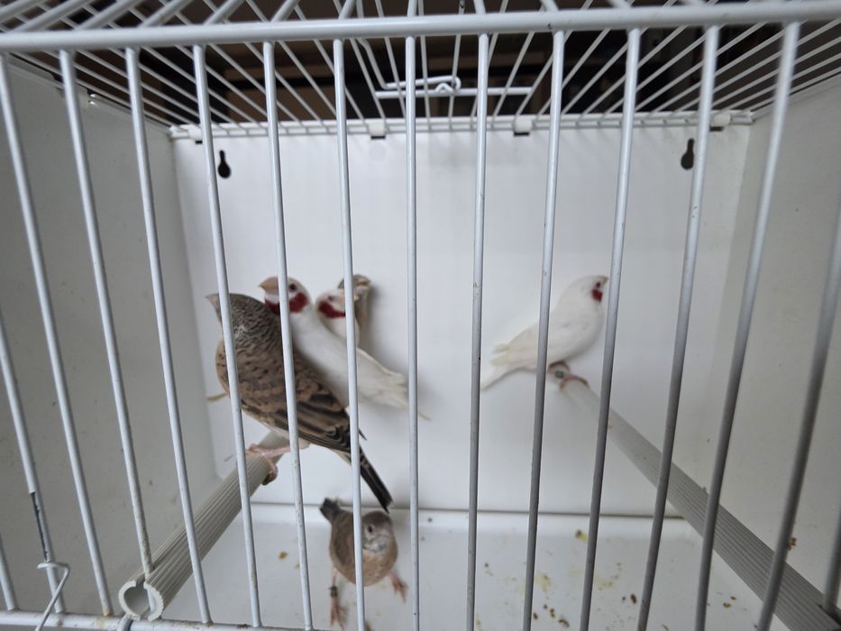 Amadyna obrożna albino