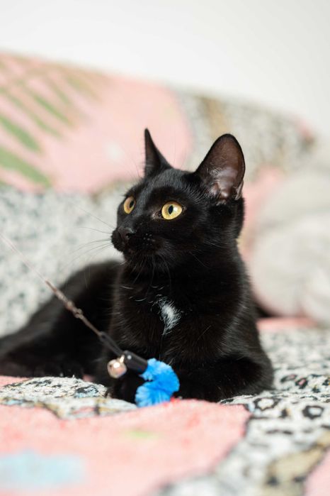 Serafinka szuka domu!